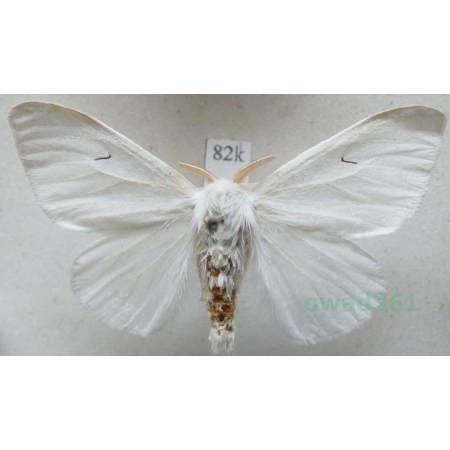 Arctornis l-nigrum (Müller, 1764) male Brudnica czarnelka Czech82k